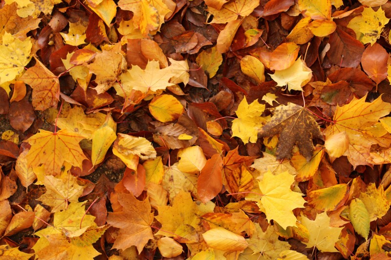 Westmill Autumn 2026 Newsletter