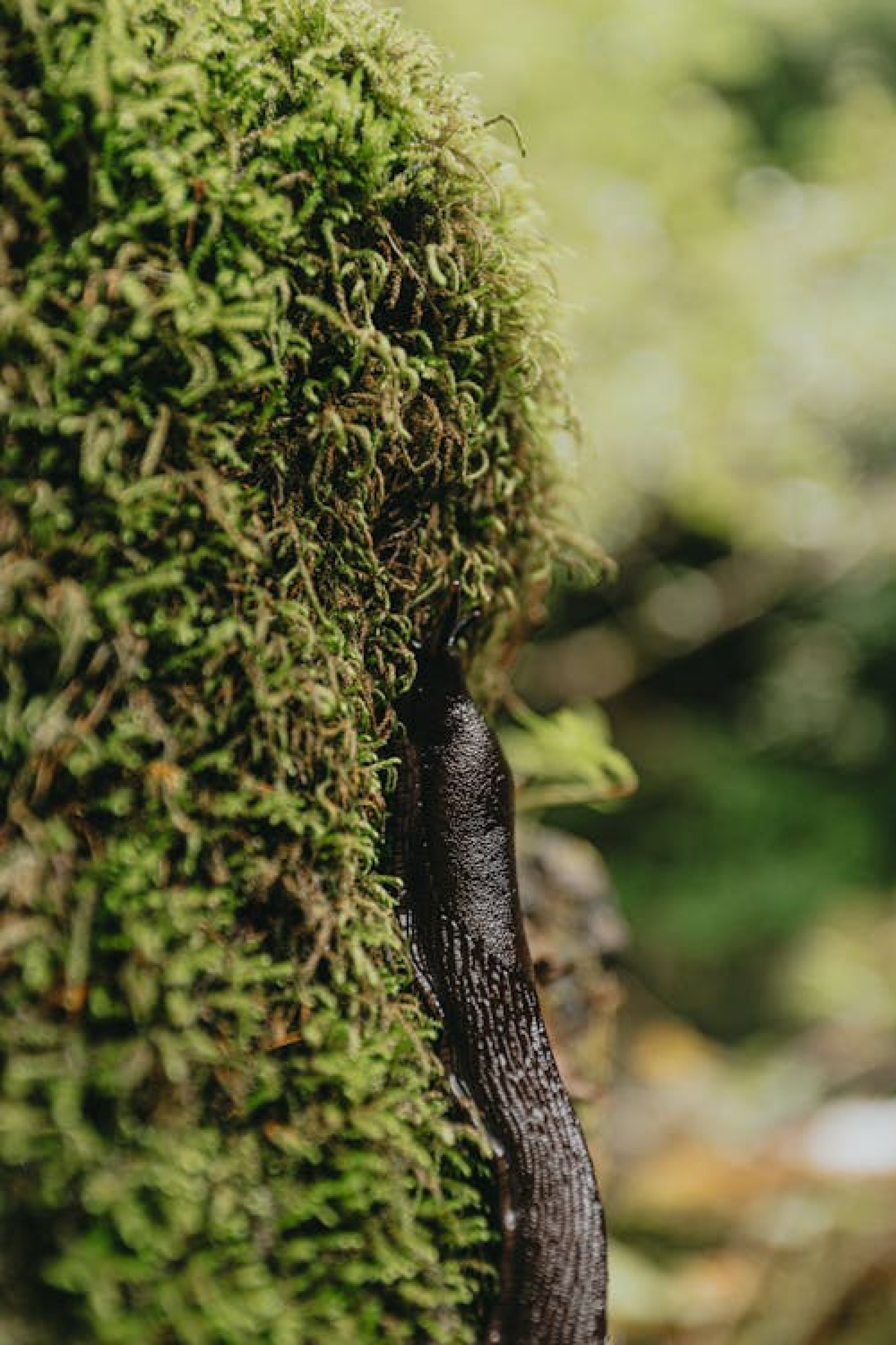 Black slug - both friend and foe. Eats carrion, fungi, faeces, algae and rotting vegetation but will also feast on healthy plants.