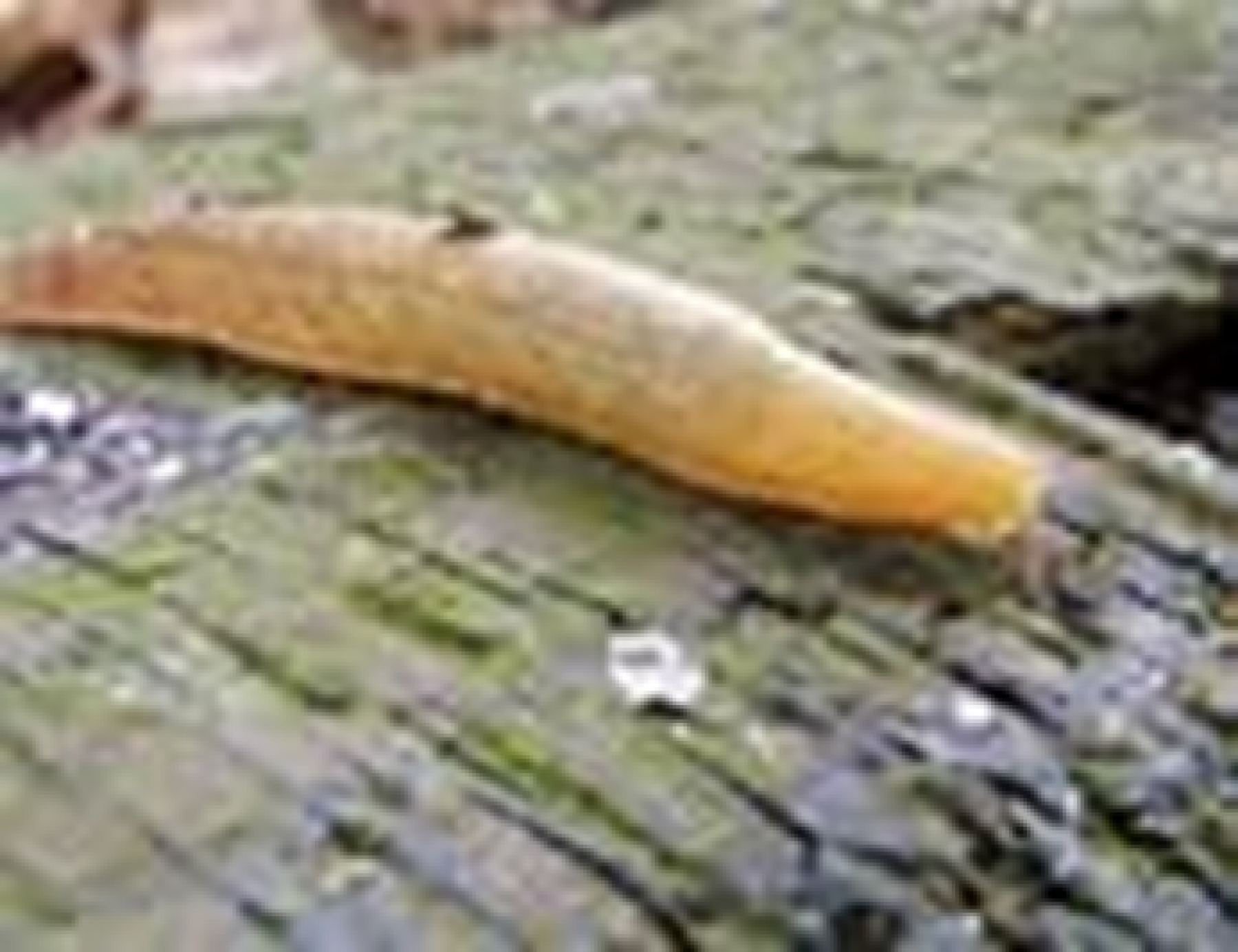 Ear shelled slug. Another friend of the gardener as they eat other slugs and snails. Unfortunately they'll also demolish your earthworms.