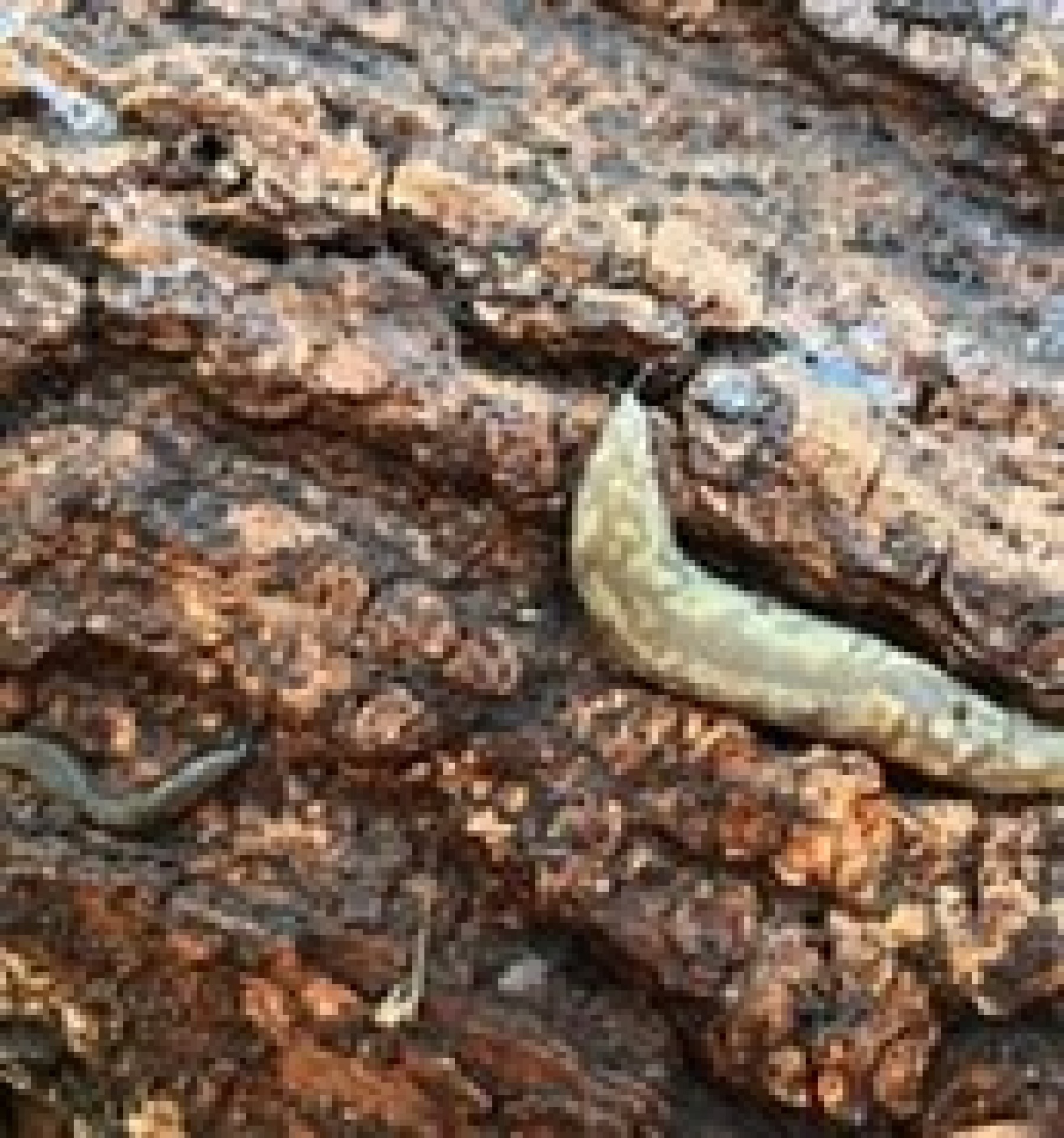 Green Cellar Slug. Friend. Not a known pest of live plants; it will regularly eat mould and algae and is often found within compost heaps.