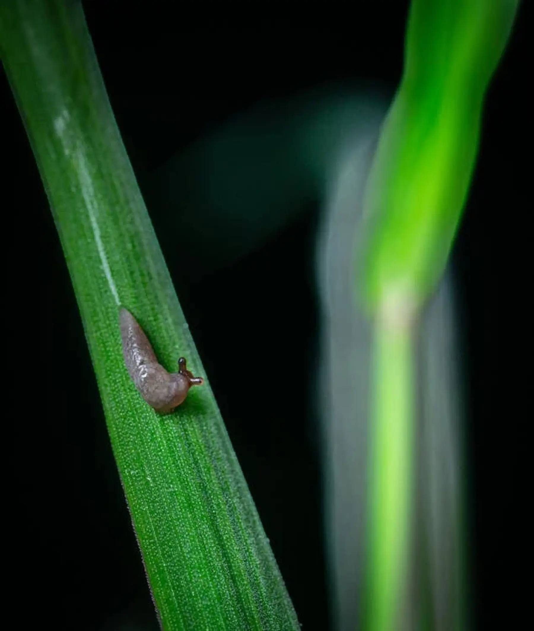 Grey field slug - foe! Causes devastating damage to crops worldwide.