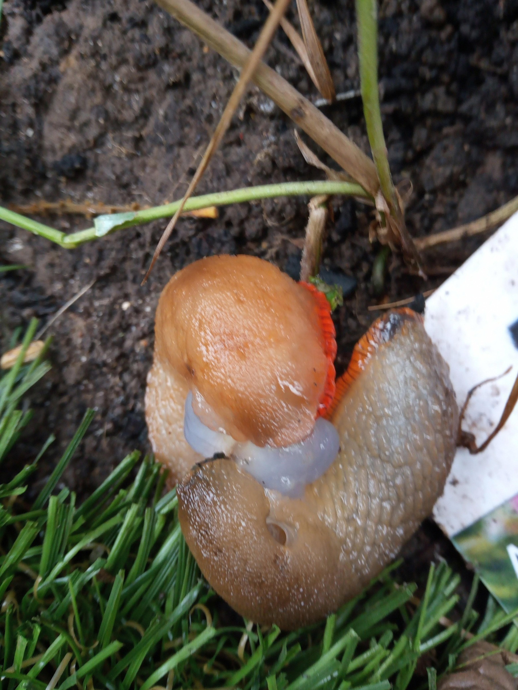 Orange fringe slugs mating